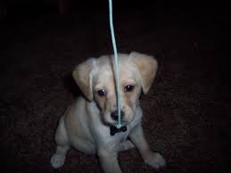 With 2 Cat Siblings Violet Learned To Play Cat Games Real Early Kitty Games Animals Labrador Retriever