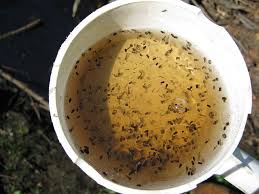 61 mosquito egg premium high res photos. Fs1240 Rain Barrels And Mosquitoes Rutgers Njaes