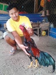 Kelebihan ayam vietnam untuk diadu memiliki gerakan… Sabung Ayam Vietnam Sabung Ayam Vietnam Judi Sabung Ayam Pisau S128 Nonton Online Berita Dan Info Sabung Ayam Terupdate Hanya Di Vidio Situs Berita Vnexpress Yang Dikelola Ktdequeene