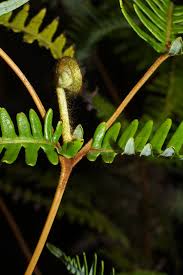 Image result for Pteris linearis