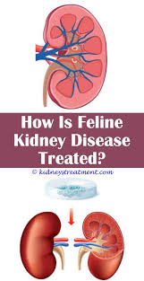 Startling Tricks Alcohol Effects On Kidney Disease Life Expectancy Of Someone With Sta Kidney Disease Recipes Kidney Disease Awareness Kidney Disease Symptoms