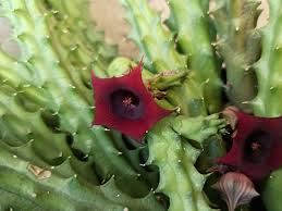 Image result for Huernia verekeri