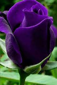 We did not find results for: Purple Roses Purple Flowers Beautiful Flowers