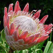 Image result for Protea enervis