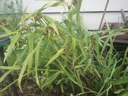 We did not find results for: Bamboos Flowers Forums