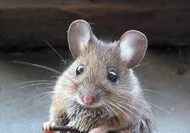 This video sums it up pretty well and it explains the logic behind it. Diy No Kill Mouse Traps Arrow Termite Pest Control