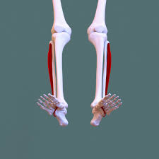 Front leg musclevtendon / place your hands on the floor in front of you. Peroneus Longus Wikipedia