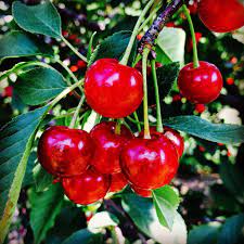 Check spelling or type a new query. Montmorency Cherry Tree Care Growing Tips And Uses For Montmorency Cherries