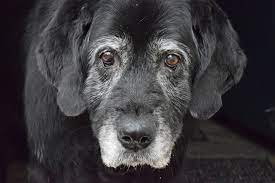 From the moment you call us, assisting you will be our first priority. Denver Pet Euthanasia Downtown Animal Care Center