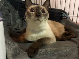 Their true origins remain a mystery, but it's a sure fact that they come from. Save Kittens Mom Siamese Cat Suffer From Fip Pet Fundraising With Gogetfunding