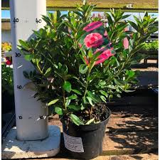 We did not find results for: Azalea Japonica Blaauws Pink Shrub 2l Bridgend Garden Centre