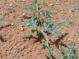 Image result for Acanthosicyos naudinianus