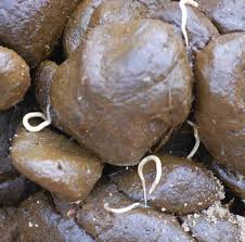 Wurmer Bei Pferden Lassen Sie Hier Die Kot Untersuchen