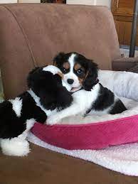 I Love My Stuffed Toy Tri Color Cavalier I Think It Looks Like Me Cavalier King Spaniel King Charles Dog Cavalier King Charles Spaniel