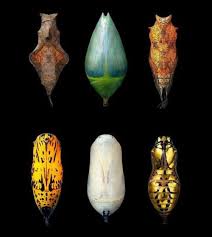 Expecttheunexpectedtoday 1 Battus Polydamas Bat Pupae 2 Butterfly Pupa Clipper 3 Butterfly Pup Butterfly Species Butterfly Chrysalis Butterfly Pupa