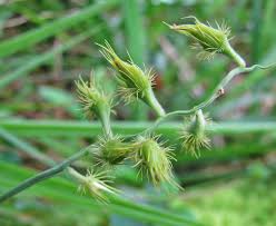 Image result for Cenchrus riparius