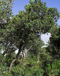 Image result for Uapaca sansibarica