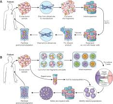 Art of TIL immunotherapy: SITC's perspective