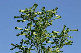 Image result for Basella paniculata