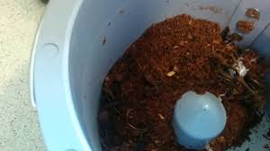 The setup was easy, and it took only a few moments to fill it and get it started. First Impressions Food Cycler Cs 10 Indoor Residential Composter Youtube