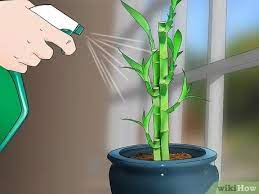Other care requirements vary slightly depending on whether you grow lucky if you put your lucky bamboo directly in sunlight, you'll likely notice scorched leaves with brown edges. How To Care For An Indoor Bamboo Plant 14 Steps With Pictures