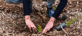 We did not find results for: 6 Things To Get Done In Your Garden This Winter Good Living