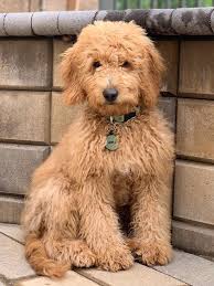 Did you know that our golden retriever parents are our own line of golden retrievers since we have f1b/ second generation: Mini English Goldendoodle Pupppies Idaho California Washington