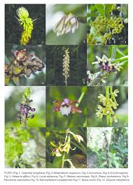 Image result for Hetaeria mannii