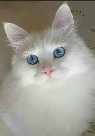 Es Hermoso Miau Beautiful Cats Cute Cats Cute Cats And Kittens