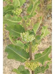 Image result for Oldenlandia scopulorum