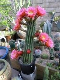 Flowering christmas cactus (schlumbergera bridgesii) grows in u.s. Cactus Flowers The Other Reason To Grow Cacti Dave S Garden
