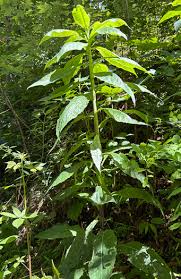 Image result for Lactuca glandulifera
