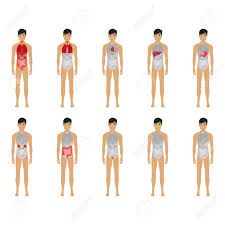Its function is to transport substances in the blood, around the body. Main 12 Human Male Body Organ Systems Flat Educative Anatomy Royalty Free Cliparts Vectors And Stock Illustration Image 124210332