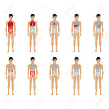 When you visit any website, it may store or retrieve information on your browser, mostly in the form of cookies. Main 12 Human Male Body Organ Systems Flat Educative Anatomy Royalty Free Cliparts Vectors And Stock Illustration Image 124210332