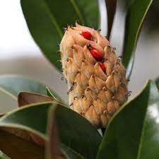 Magnolia Tree Seeds Gardenerdy Tree Seeds Magnolia Trees Southern Magnolia Tree