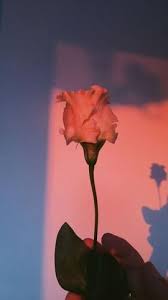 Aesthetic A F Wallpapers You Need Aesthetic Wallpapers Aesthetic Roses Aesthetic Pastel Wallpaper