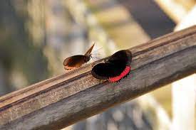 La Observacion De Mariposas En Su Ambiente Natural Requiere De Buena Dosis De Practica Y Paciencia Dado Que Las Mariposas Son I Conservacion Ecologia Se Bueno