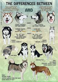 Pin By Dr Martin Mclaughlin On Angels Malamute Husky