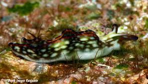 Image result for Landolphia rufescens