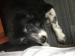 Many people inquire do nzymes for dogs really work. Nzymes Reviews 68 Reviews Of Nzymes Com Sitejabber