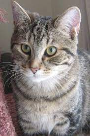 Terrific Pic Cat Breeds Tabby Concepts Felines Along With Big Head Could Possibly Be The Single Most Adorable Pets Inside Cat Breeds Cool Cat Trees Cat Feline
