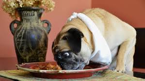 Dogs can't eat mushrooms, as they are highly toxic and can upset their digestive system, which can cause vomiting, diarrhoea. Can Dogs Eat Pork Our Dog Breeds