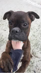Sometimes, you may find dogs and puppies for free to a good home advertised by an owner who may no longer be able to look after them because of. Female Boxer Dog Dogs For Adoption In Limerick City Limerick From Mhmagner