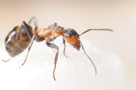 19 ways to get rid of sugar ants naturally 1. How To Get Rid Of Sugar Ants Sugar Ant Prevention Terminix