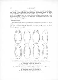 Image result for Cyclocotyla