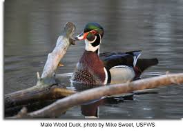 This woodworking project was about duck coop plans free. Wood Ducks Maryland S Wild Acres