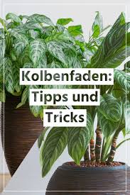 Spätestens dann, wenn die blätter bereits den topfrand erreicht haben und das gießen deshalb nur. Kolbenfaden So Simpel Funktioniert Es Standort Dungen Giessen Umtopfen Pflanzen Zimmerpflanzen Zierpflanzen