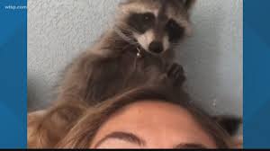 They can be affectionate and playful with their favorite. Fwc Takes Away Raccoon From Florida Family Wtsp Com
