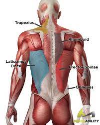Repeat 8 to 12 times. Torn Pulled Strained Back Muscles What You Didn T Know