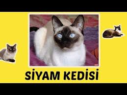 Siyam Kedisi Hakkinda Bilmeniz Gereken Her Sey Emoji